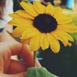 noor393