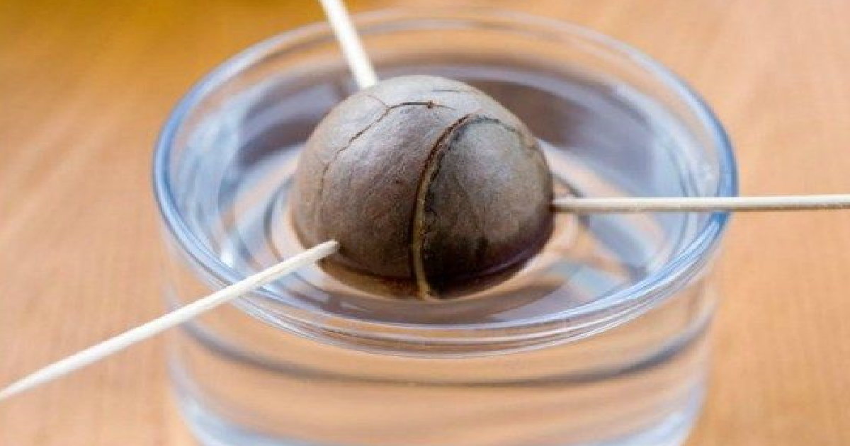 طريقة زراعة الافوكادو في المنزل