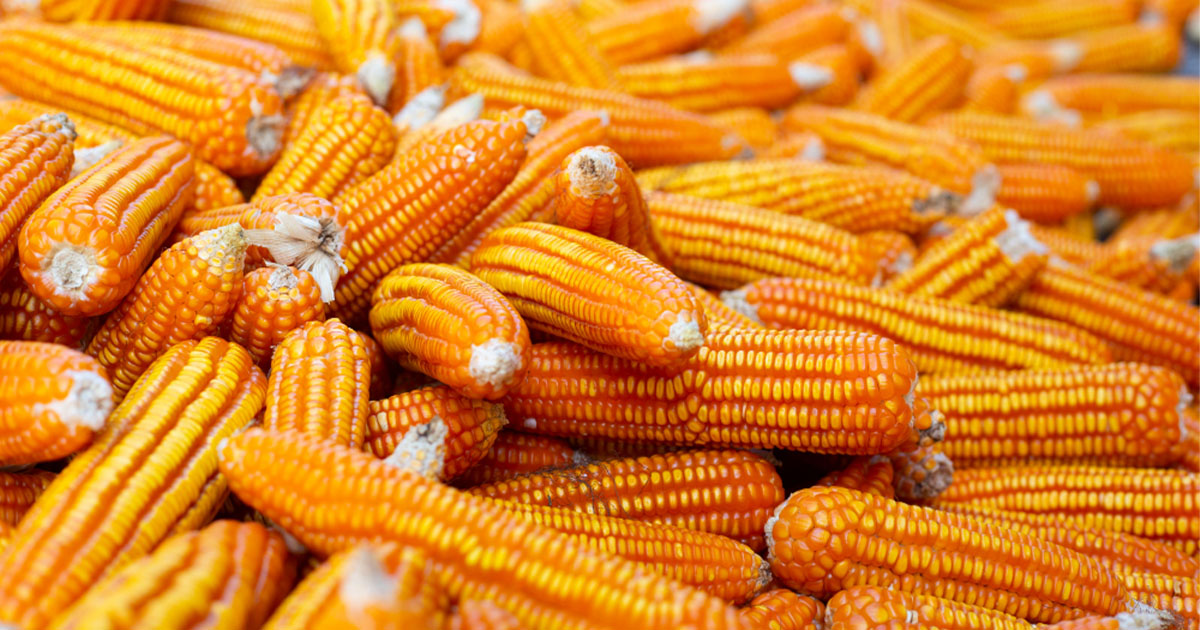الذرة