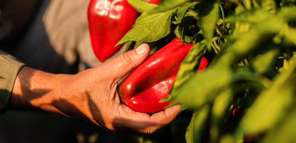 الفليفلة الحمراء غنية بالفوائد الغذائية