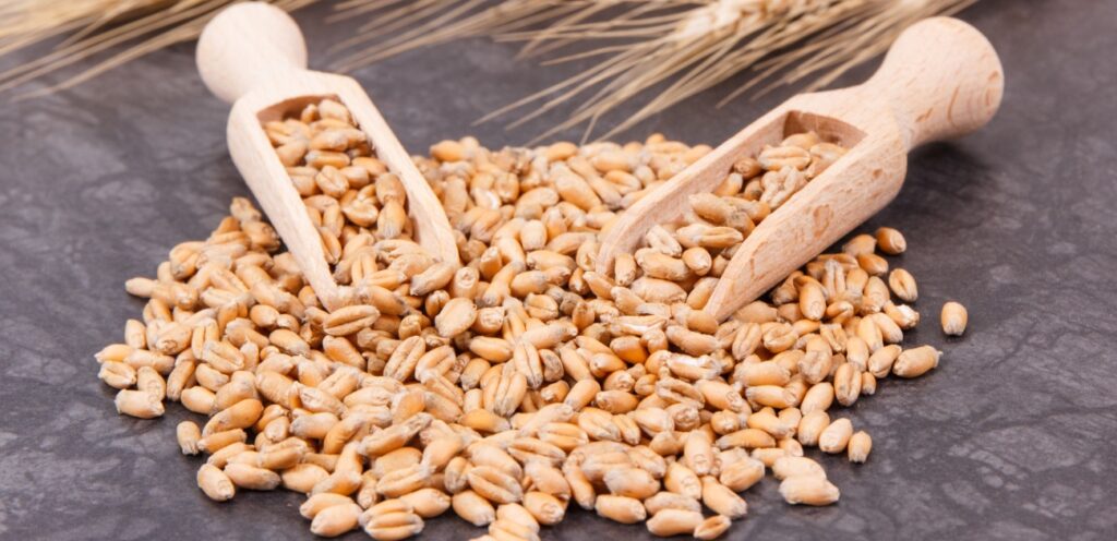 القمح من الحبوب الأساسية
