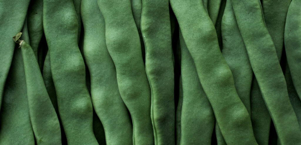 لوبيا عريضة