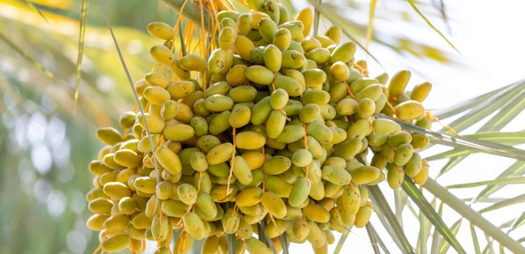 البلح غني بالفوائد الغذائية